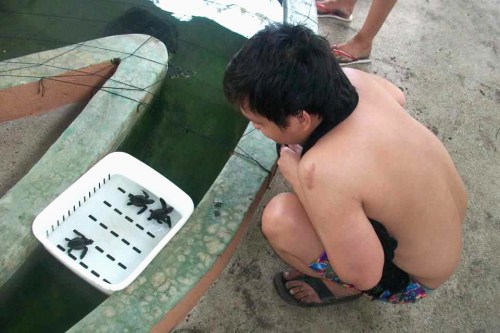 Look! Baby Turtles!!!